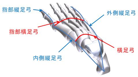 複数アーチを有する足機構に関する研究1.jpg