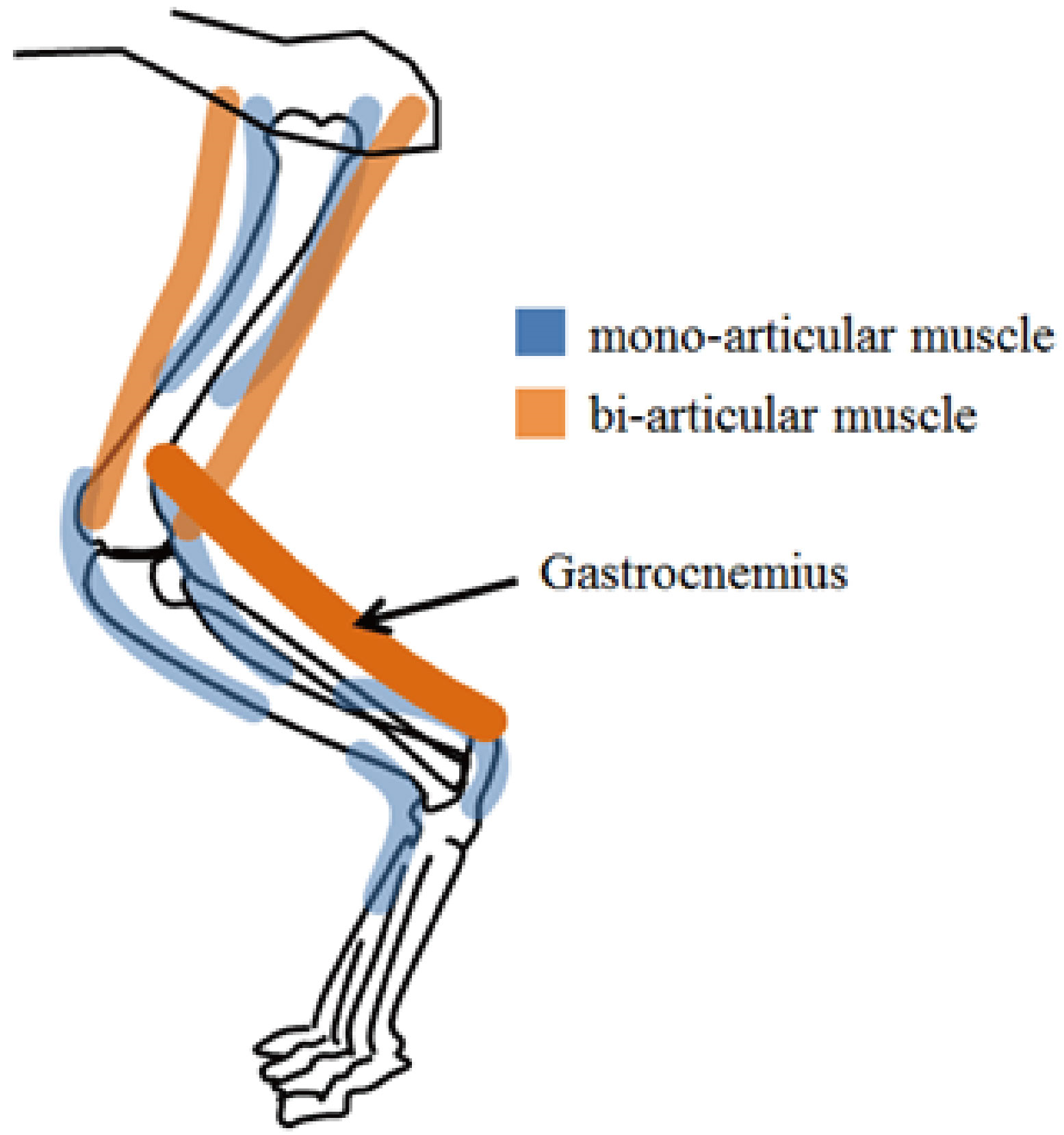 leg.png