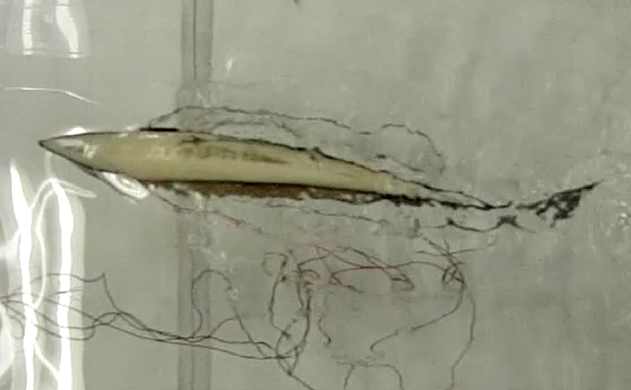 生物模倣型ソフト水中ロボットの研究開発